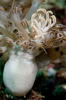 Cerata: Cryptic Phyllodesmium Nudibranch - on soft coral (Xenia sp.)