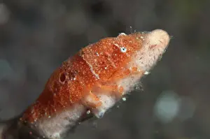 Sponge: Cryptic Sponge Shrimp
