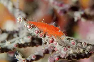 Sponge: Cryptic Sponge Shrimp