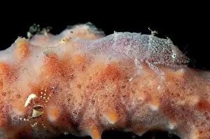 Cryptic: Cryptic Sponge Shrimp - on host sponge during night dive