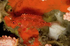 Jahir: Cryptic Wrasse Jahir dive site, Lembeh Straits