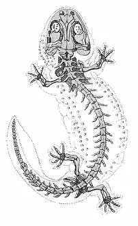 Beast: Cryptobranchus