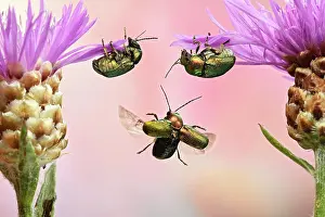 Knapweed: Cryptocephalus sericeus (Cryptocephalus sericeus)