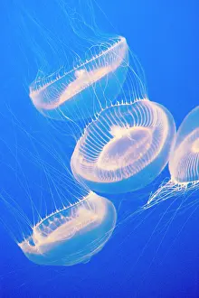 Jelly: Crystal Jelly