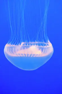Jelly: Crystal Jelly