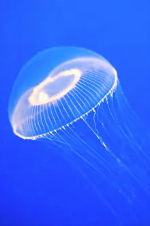 Jelly: Crystal Jelly