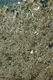 Evironment: Crystalline Gold in volcanic - Andesite Olinghouse Mine
