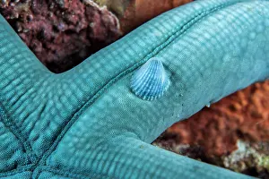 Limpet: Crystalline Sea Star Snail (Thyca crystallina)