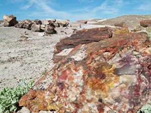 Embedded: Crystals embedded in the logs of Petrified Wood