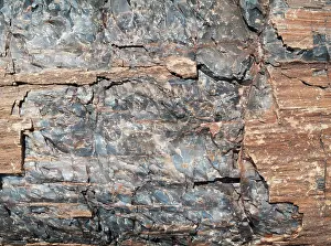 Embedded: Crystals embedded in the logs of Petrified Wood