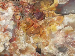 Embedded: Crystals embedded in the logs of Petrified Wood