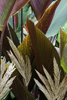 Chaos: Ctenanthe