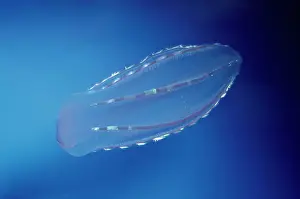 Cucumis: Ctenophora Comb JELLYFISH / Sea Gooseberry