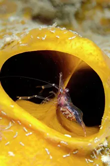 Straits: Cuapetes Shrimp