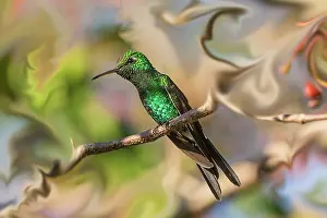 Emerald: Cuba. An artistic rendering of a bee hummingbird