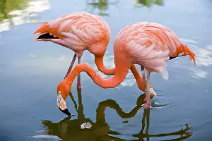 Flamingoes: Cuba, Camaguei, Pink flamingo
