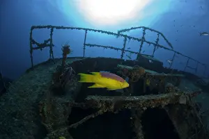 Wrecks: Cuba, Camaguey, diver exploring the ship wreck Virgen de Alt