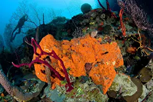 Wrecks: Cuba, Camaguey, diver exploring the ship wreck Virgen de Alt