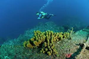Wrecks: Cuba, Camaguey, diver exploring the ship wreck Virgen de Alt