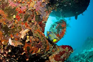 Wrecks: Cuba, Camaguey, the ship wreck Virgen de Altagracia under th