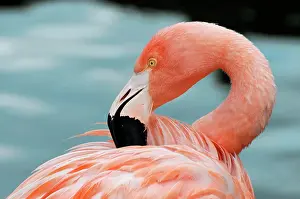 Cleans: Cuba Flamingo (Phoenicopterus ruber), preening