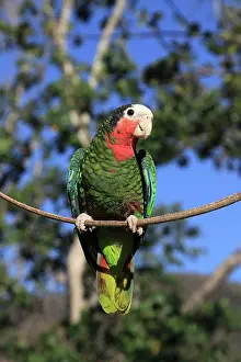 Leucocephala: Cuban Amazon / Cuban Parrot / Rose-throated Parrot