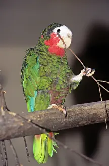 Leucocephala: Cuban Amazon Parrot - holding twig