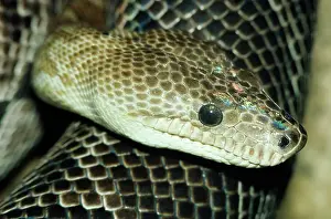 Epicrates: CUBAN BOA