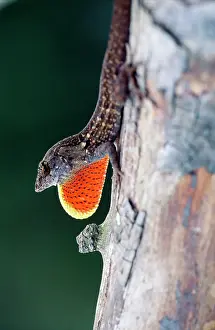 Anoles: Cuban Brown Anole - male displaying