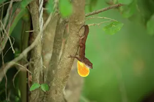 Fans: Cuban Coast Anole (Anolis jubar) displaying, Cuba