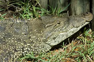 Rhombifer: Cuban Crocodile