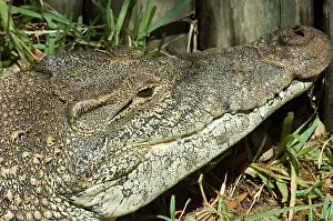 Rhombifer: Cuban Crocodile