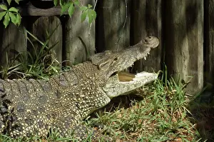 Rhombifer: Cuban Crocodile