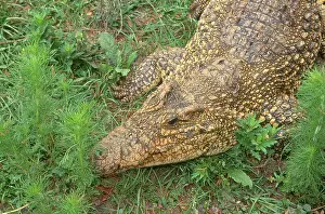 Rhombifer: Cuban Crocodile