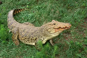 Rhombifer: Cuban Crocodile