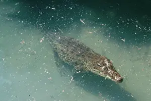 Rhombifer: Cuban Crocodile