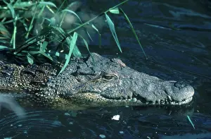 Rhombifer: Cuban Crocodile