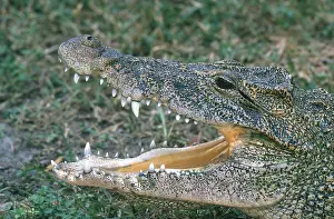 Rhombifer: Cuban Crocodile