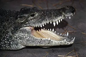 Rhombifer: Cuban Crocodile