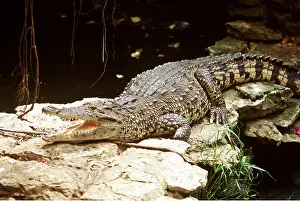 Ken Lucas: CUBAN CROCODILE - endangered, 13ft long