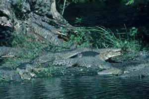 Rhombifer: Cuban Crocodiles