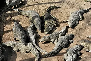 Captured: Cuban Crocodiles (Crocodylus rhombifer), on display