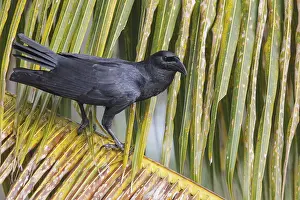 Corvid: Cuban Crow (Corvus nasicus) perched on a branch in Cuba