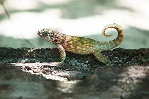 Iguanidae: Cuban curly-tailed lizard (Leiocephalus cubensis)