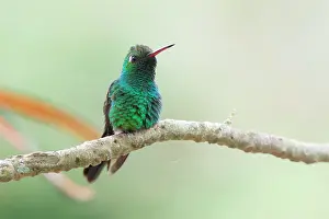 Vinales: Cuban Emerald