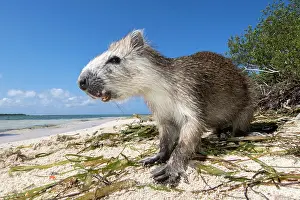 Jardines: Cuban Hutia (Capromys pilorides) on beach, Jardines