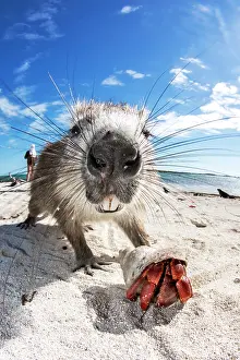 Hutia: Cuban Hutia (Capromys pilorides) and Strawberry