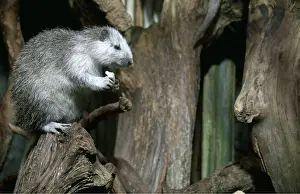 Chris Martin Bahr: CUBAN HUTIA - captive