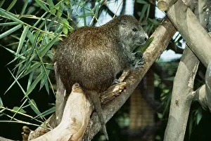 Kenneth Hoyle: CUBAN HUTIA - rodent