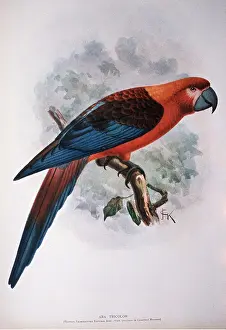 19th: Cuban Macaw - 19th century print from specimen - EXTINCT